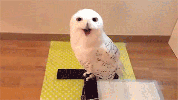 猫头鹰微笑的gif图动物gif搞笑图片