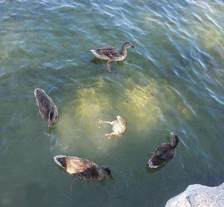 搞笑的鸭子图片动物gif搞笑图片