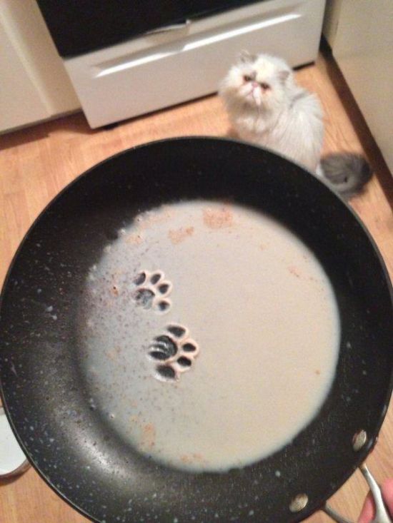 猫咪闯祸的搞笑图动物gif搞笑图片