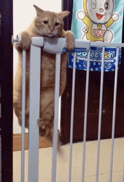 猫爬围栏的gif图动物gif搞笑图片