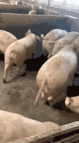 猪的可爱搞笑动态图动物gif搞笑图片