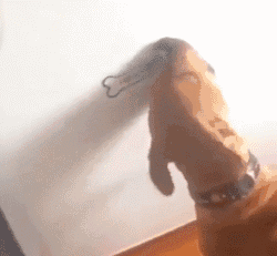 蠢萌的狗狗gif动图动物gif搞笑图片