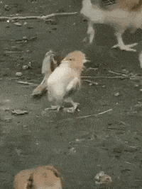 搞笑的小鸡叉腰的动图动物gif搞笑图片