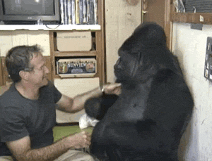 搞笑的大猩猩GIF图动物gif搞笑图片