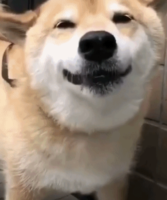 微笑的柴犬gif动图动物gif搞笑图片