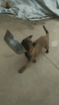 狗咬饭碗摔跤的搞笑图动物gif搞笑图片