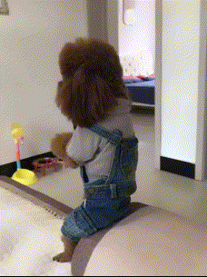 可爱搞笑的狗狗泰迪gif图动物gif搞笑图片