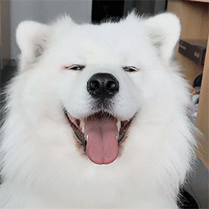 微笑卖萌可爱的萨摩耶动态图动物gif搞笑图片