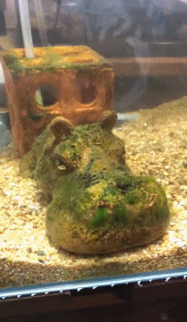 河马的可爱搞笑动态图动物gif搞笑图片