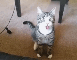 可爱的猫咪吐舌头动图动物gif搞笑图片