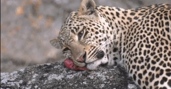 忧郁难过的狮子gif图动物gif搞笑图片