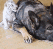 狗跟老虎玩耍的动图动物gif搞笑图片