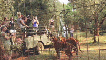 动物园的老虎吃肉gif图动物gif搞笑图片