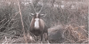 老虎捕猎的动图动物gif搞笑图片