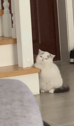 很困的猫咪动图动物gif搞笑图片