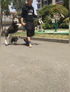 遛哈士奇的搞笑gif图动物gif搞笑图片