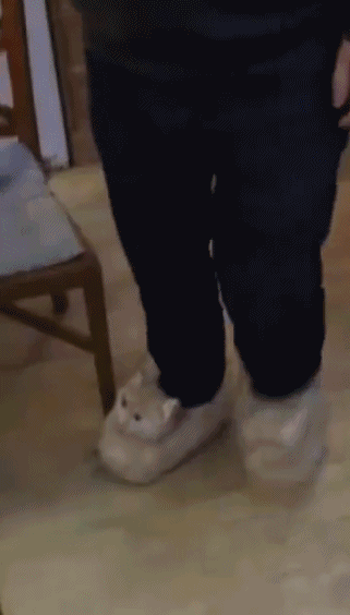 可爱的猫咪拖鞋图片动物gif搞笑图片