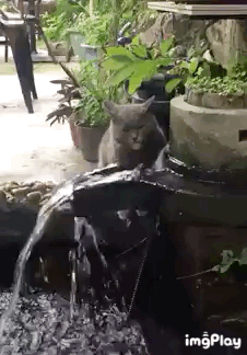 猫喝水的搞笑GIF图动物gif搞笑图片