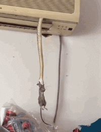 蛇的恐怖动图动物gif搞笑图片