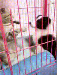 猫和狗在大家的gif动图动物gif搞笑图片