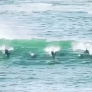 搞笑的海豚gif动图动物gif搞笑图片