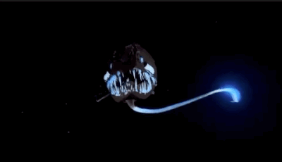 恐怖的海洋动物gif图动物gif搞笑图片