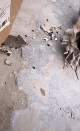 猫吃老鼠的动图动物gif搞笑图片