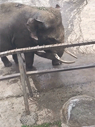 大象鼻子喷水的搞笑动图动物gif搞笑图片