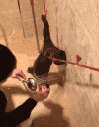 猫洗澡的搞笑gif图动物gif搞笑图片