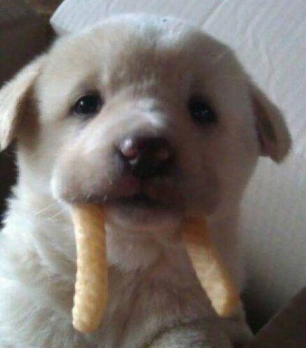 吃薯条的可爱狗狗图动物gif搞笑图片