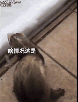 动物玩雪的动图动物gif搞笑图片