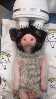 小猪按摩涂口红的gif动图动物gif搞笑图片