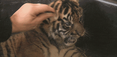 揪小老虎耳朵的动图动物gif搞笑图片