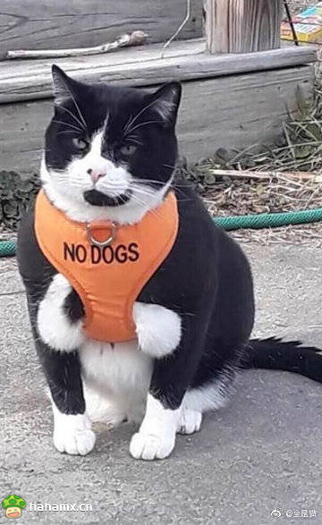 可爱搞笑内涵邪恶的猫咪动图动物gif搞笑图片