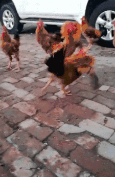 鸡跟鸭打架的搞笑gif动图动物gif搞笑图片