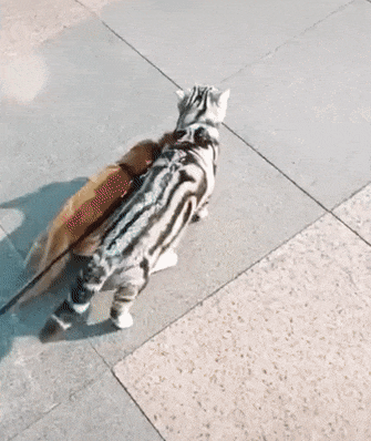 可爱搞笑的遛猫gif动图动物gif搞笑图片