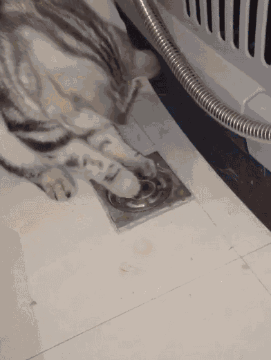 猫咪通厕所下水道的动图动物gif搞笑图片