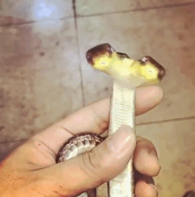 恐怖的动物双头蛇gif动物gif搞笑图片