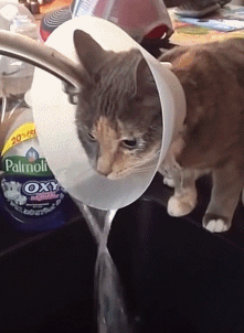 猫咪戴伊丽莎白圈喝水的搞笑动图动物gif搞笑图片