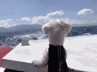 狗狗比熊回眸一笑的动图动物gif搞笑图片