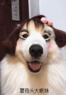 可爱搞笑的狗狗发型图动物gif搞笑图片