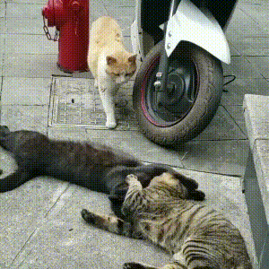 猫咪抓小三的搞笑动图动物gif搞笑图片