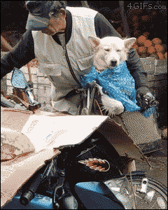 呆萌可爱搞笑的狗狗gif动态图动物gif搞笑图片