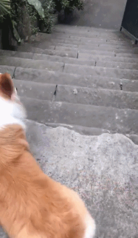 柯基下楼梯的搞笑动图动物gif搞笑图片