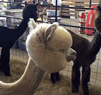 羊驼草泥马搞笑回眸正脸动态图动物gif搞笑图片