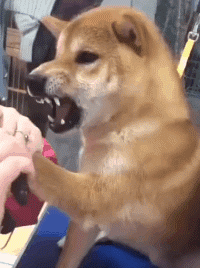 可爱的狗狗凶巴巴的搞笑表情gif动物gif搞笑图片