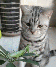 可爱的小动物搞笑宠物动态图动物gif搞笑图片