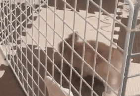 搞笑可爱的宠物GIF动态图动物gif搞笑图片