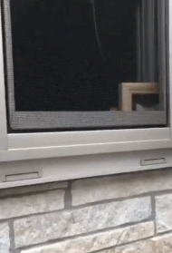 可爱的柴犬狗趴窗户上的搞笑动图动物gif搞笑图片