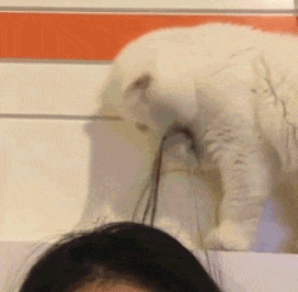 猫咪舔头发的可爱搞笑动图动物gif搞笑图片
